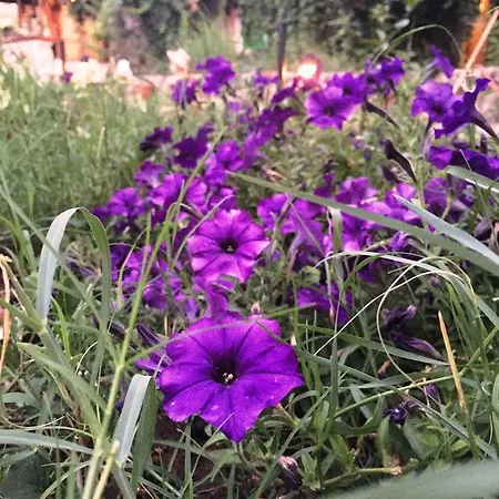 מלון Utopia